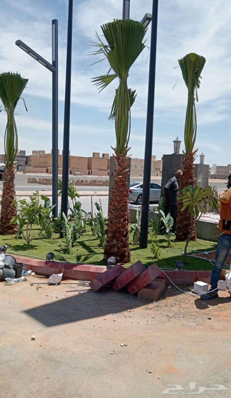 Washingtonia palm trees for sale, Washingtonia palms in Arabic64224686735618113