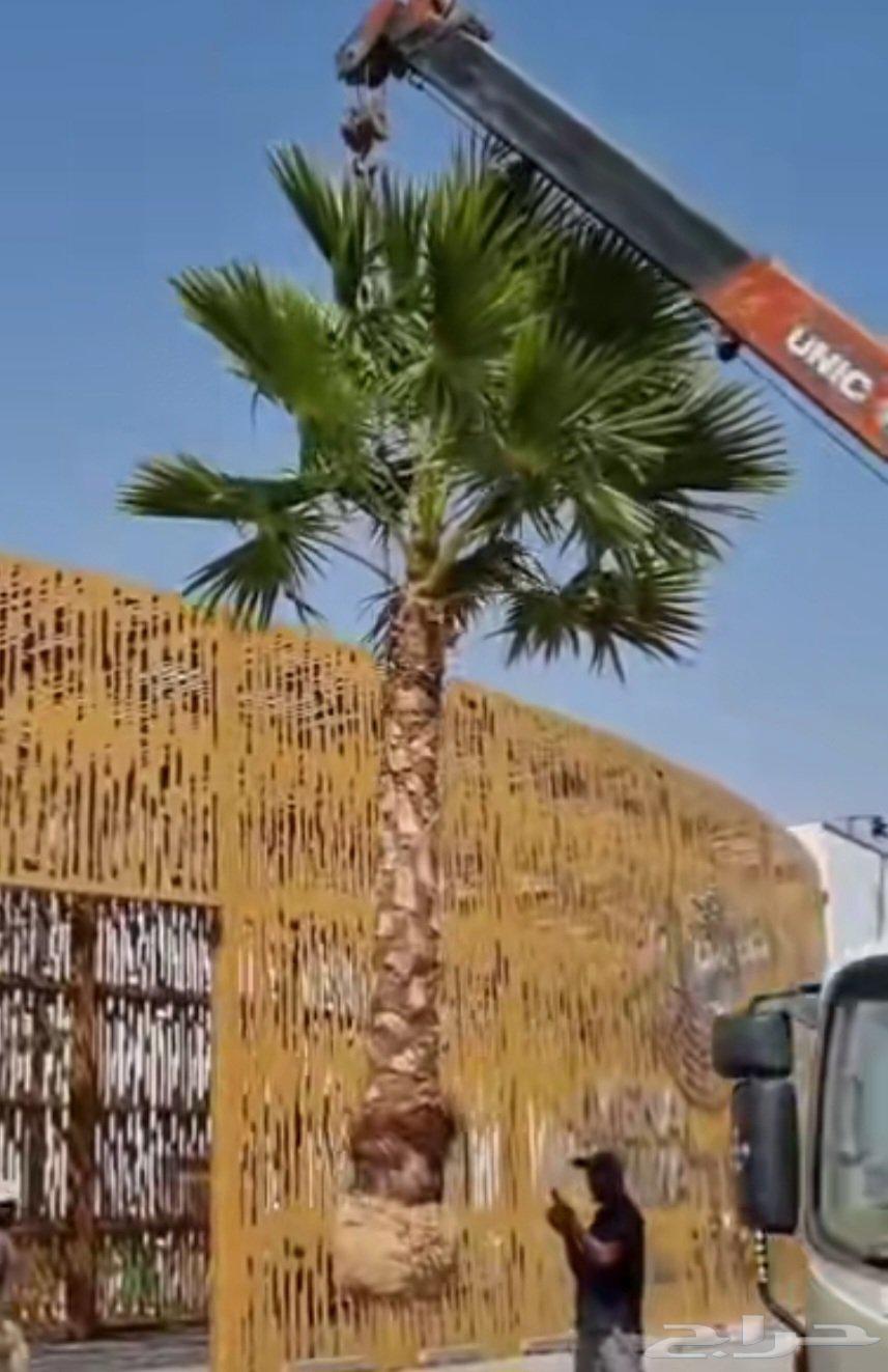 نخل واشنطن زينه64214012504067114