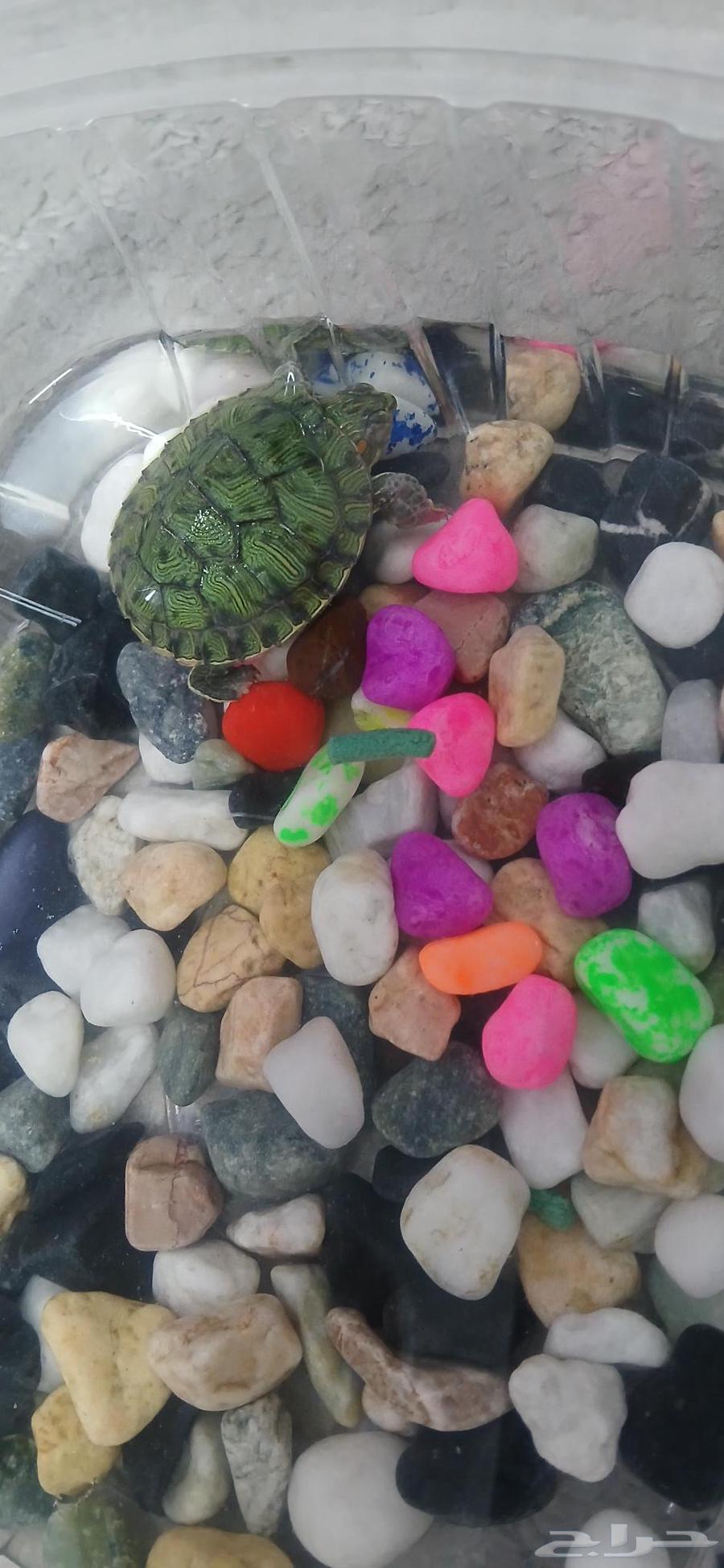 سلحفه للبيع64213195197697110