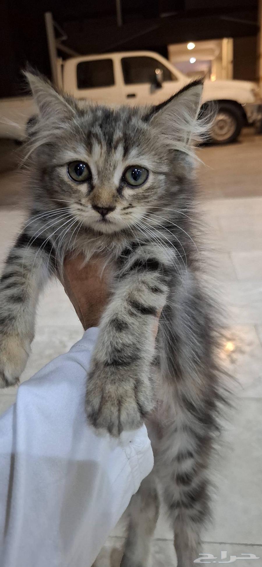 قطوتين شيرازيات إناث عمر شهرين للبيع   500 ريال   عندي قطوت64229105159171111