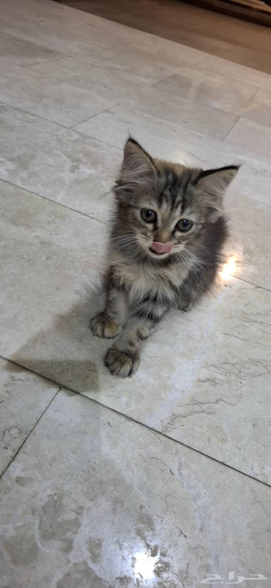 قطوتين شيرازيات إناث عمر شهرين للبيع   500 ريال   عندي قطوت64229105159171112