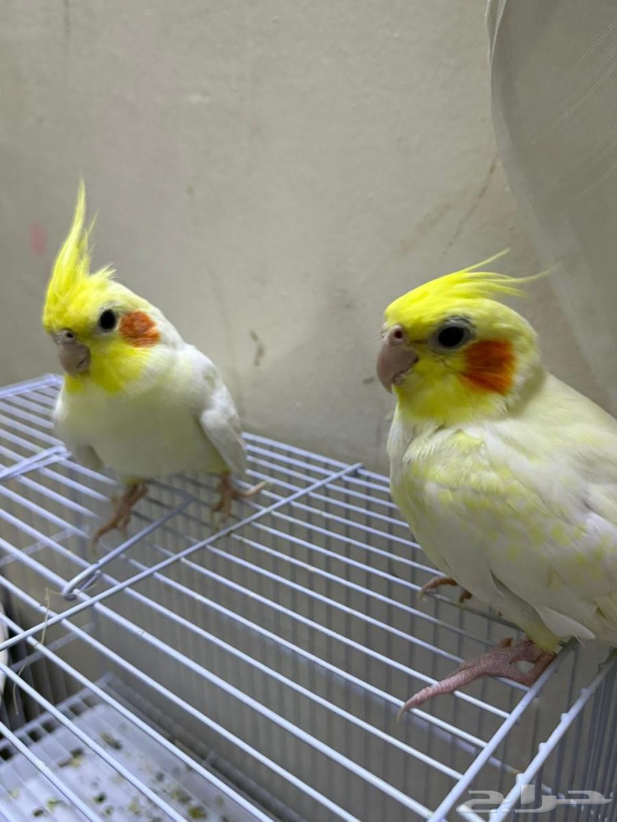 ببغاء كراون64229105247362112