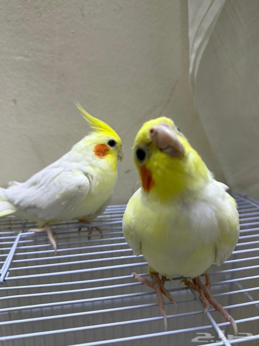 ببغاء كراون64229105247362111