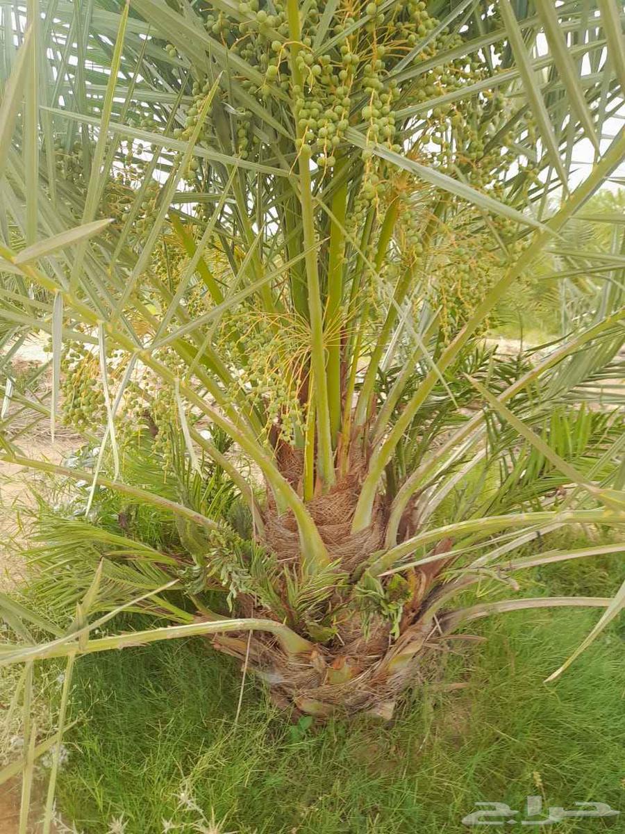 نخل مثمر للبيع اخلاص صقعي هلالي برحي سكري شيشي مجدول روثانه64223641909634112