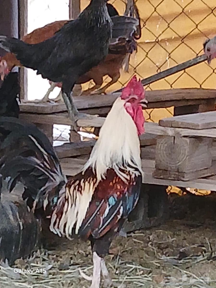 للبيع دجاج بلدي ب2564227871107330110