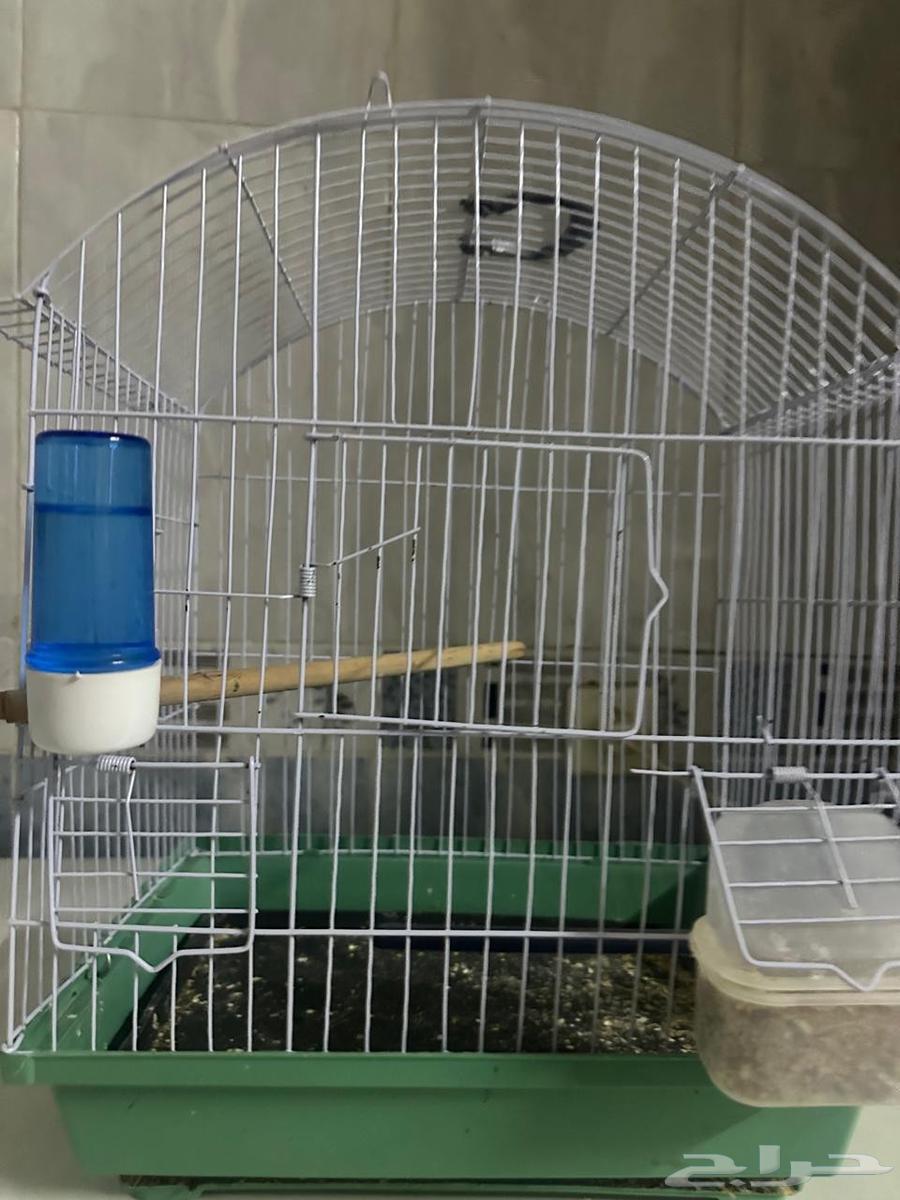 طير روز ب22064210660847490110