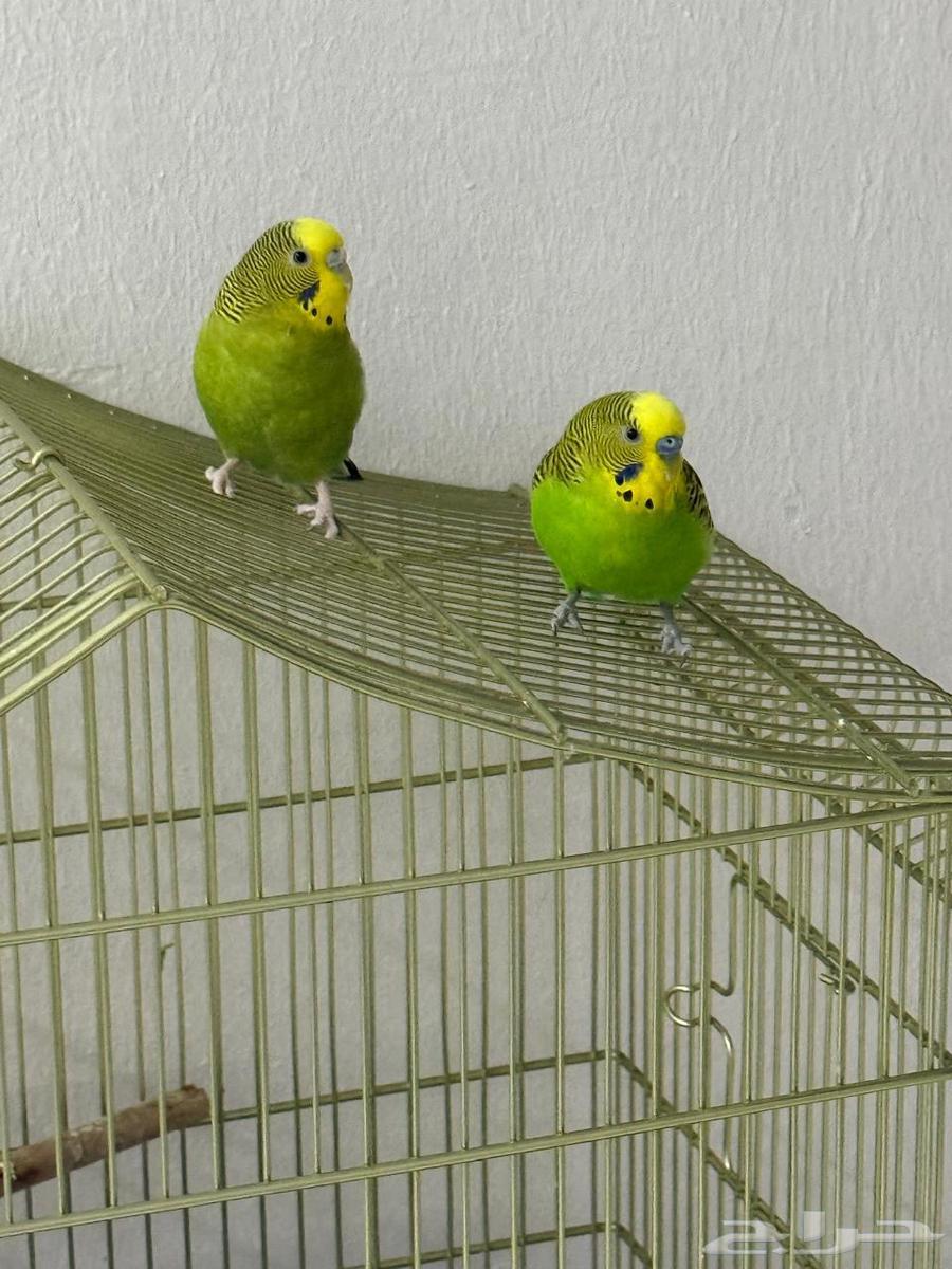 عصافير بادجي للبيع64216597485825110