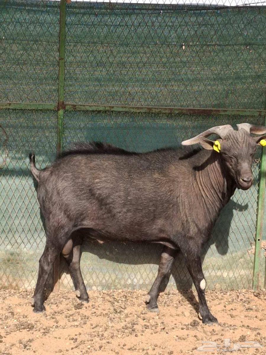 تيس مرسيانو بيور64210463782657112