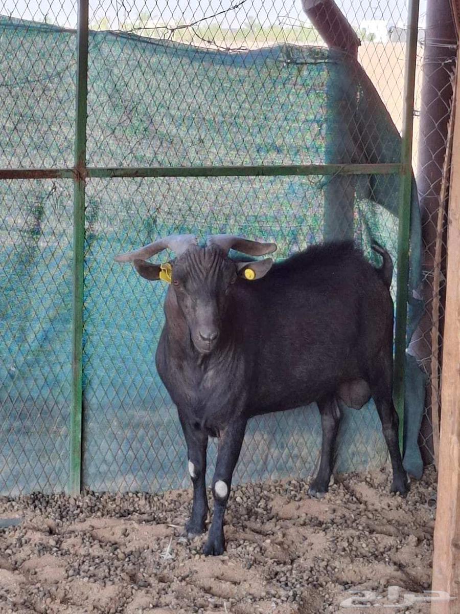 تيس مرسيانو بيور64210463782657110