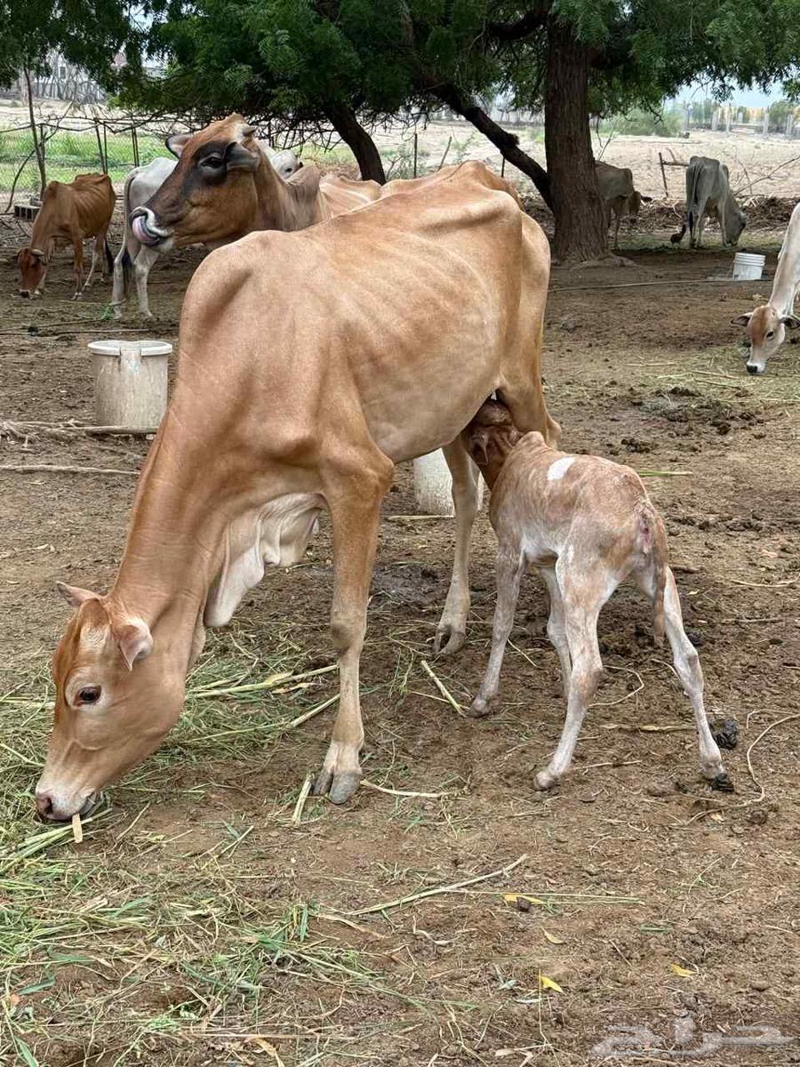 بقر منتوج للبيع على السوم64230803532545110