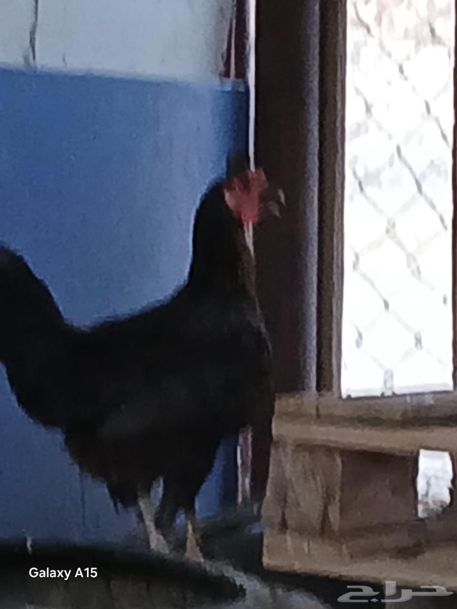 للبيع دجاج بلدي ب2564227871107330111