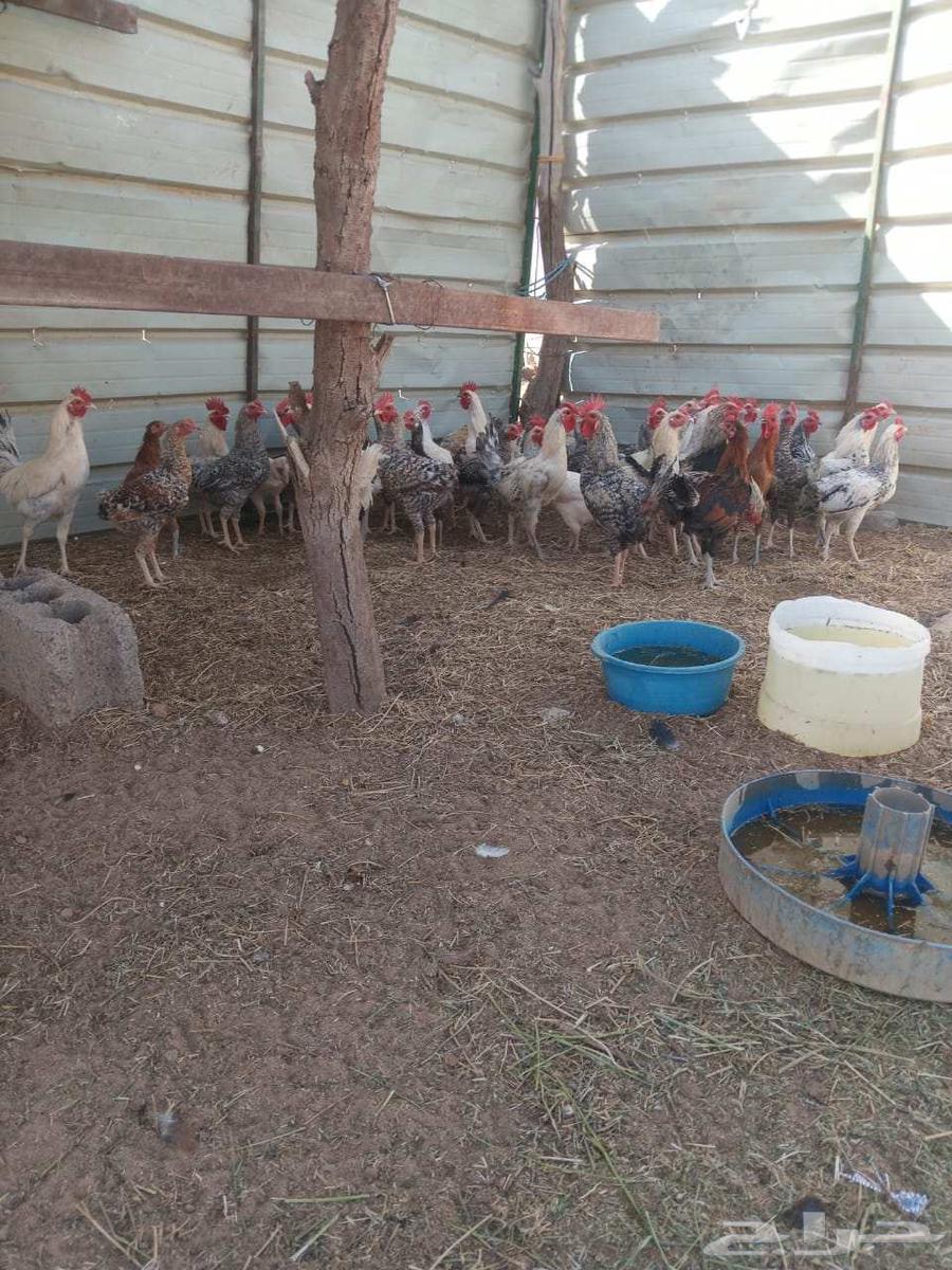 ديوك بلدي للبيع64215655907202113