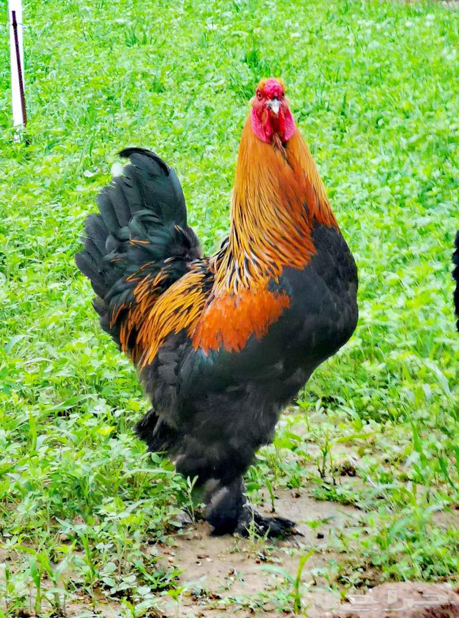 طقم براهما أسود64230998402945112