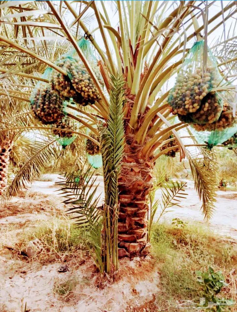 Fruit-bearing palm trees, Naqail, Juthayth, Washingtonia, Iklas, Skri, Barhi, Saffa'i, Shishi64213597930883111