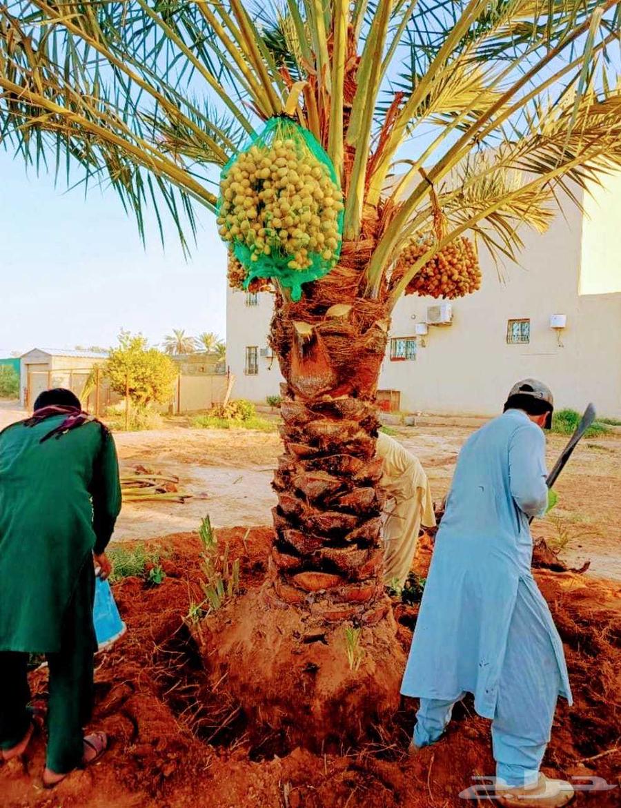 Fruit-bearing palm trees, Naqail, Juthayth, Washingtonia, Iklas, Skri, Barhi, Saffa'i, Shishi64213597930883110