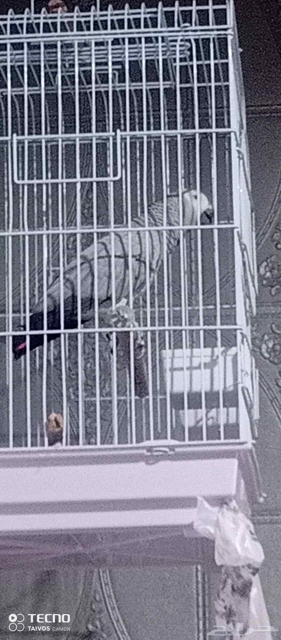 بغبغاء كاسكو للبيع64243342665987110