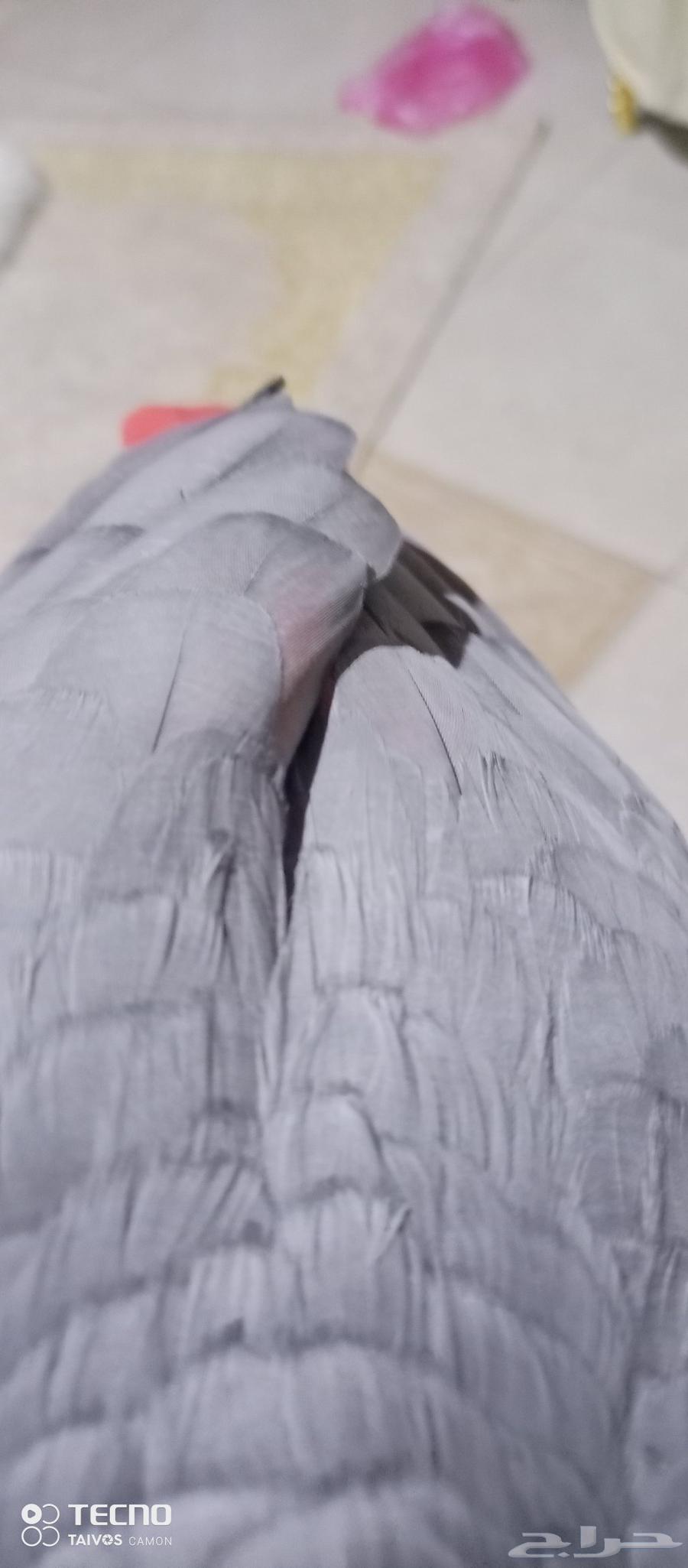 بغبغاء كاسكو للبيع64243342665987111