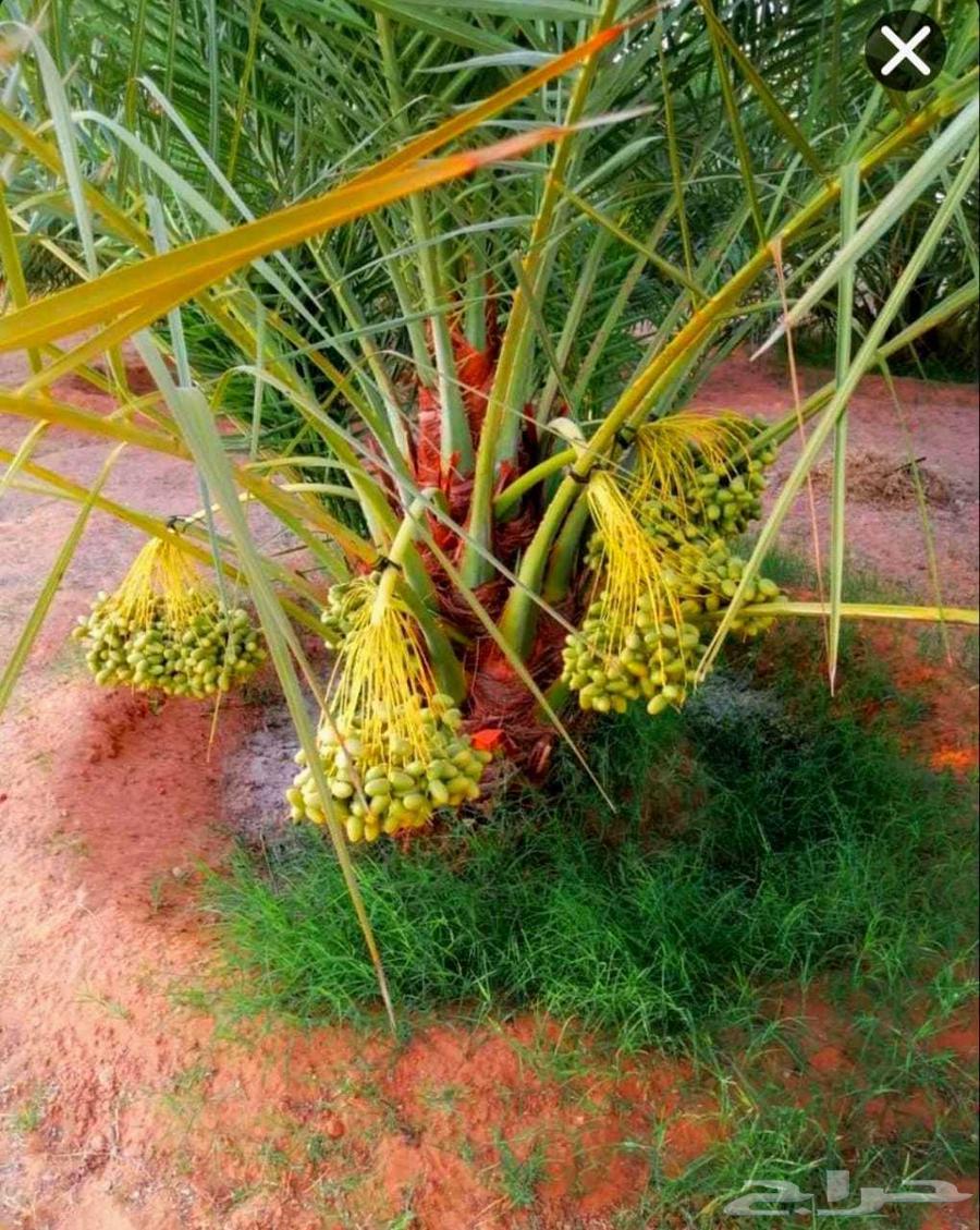 Luxury fruit-bearing palm trees for sale, various types: Nakhil, Jathayth, Khudhary, Suqai, Barhi, Magdool64250766228227114