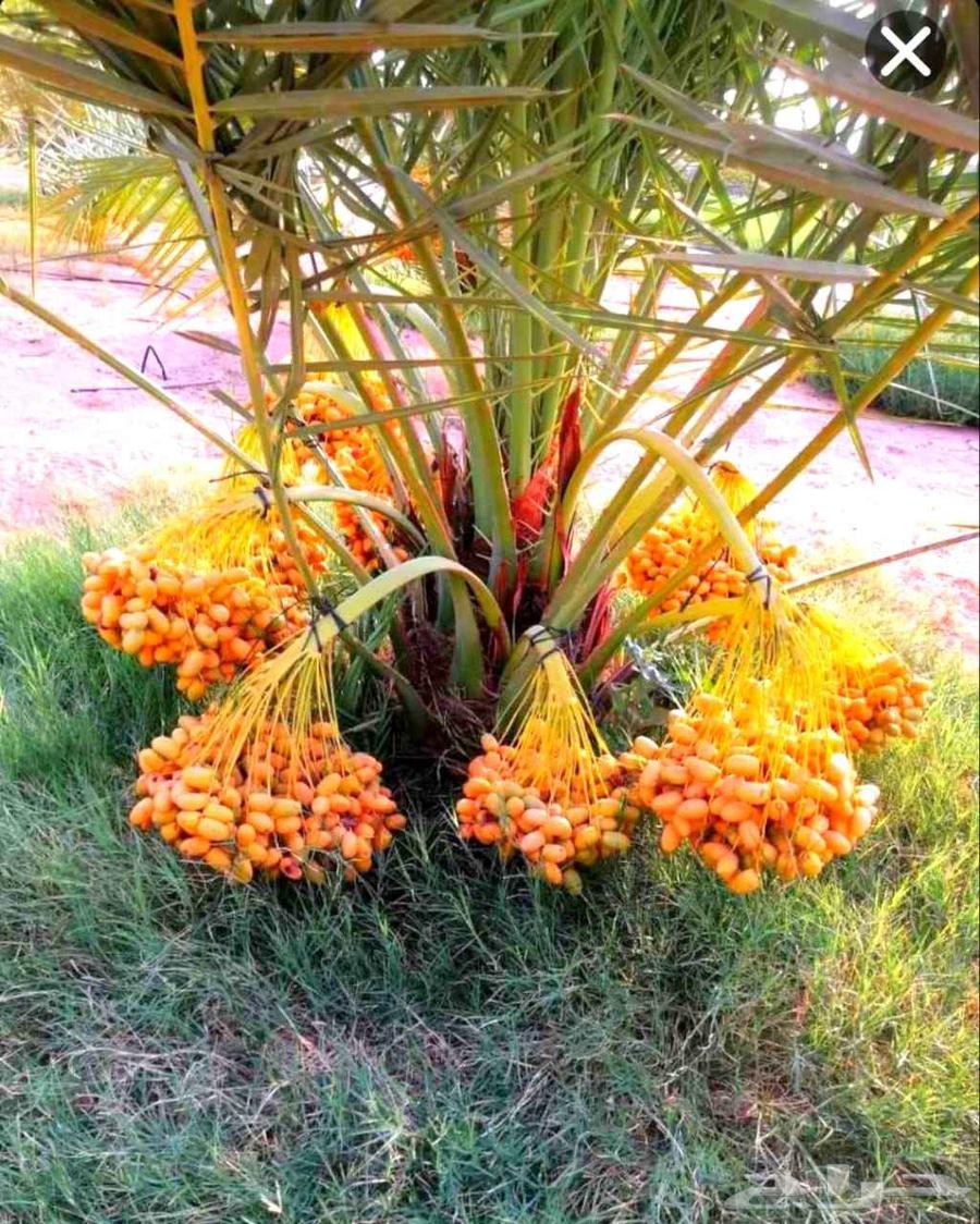 Luxury fruit-bearing palm trees for sale, various types: Nakhil, Jathayth, Khudhary, Suqai, Barhi, Magdool64250766228227113
