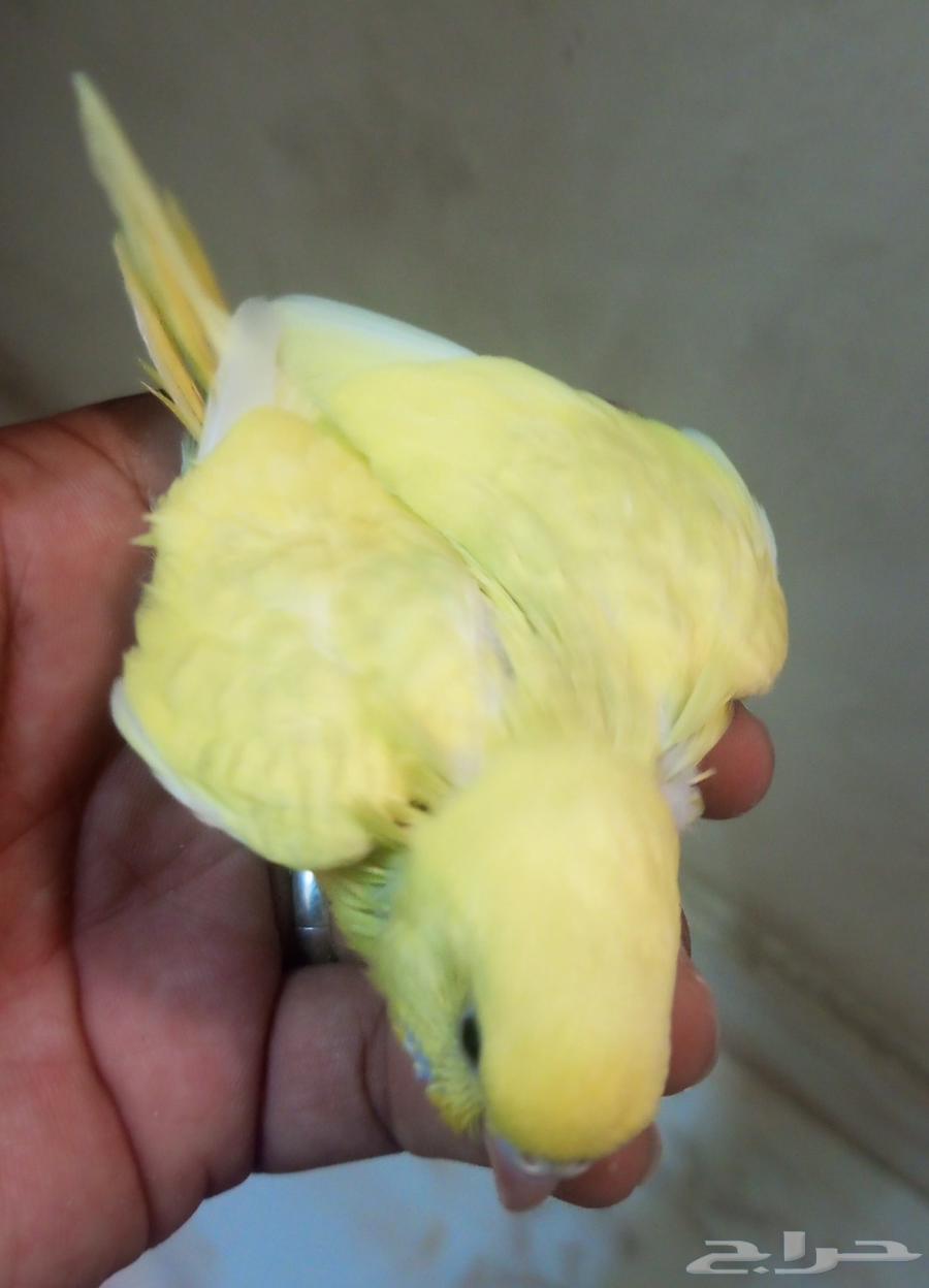 للبيع خمسه فروخ بادجي 200ريال جميع64246299966977112