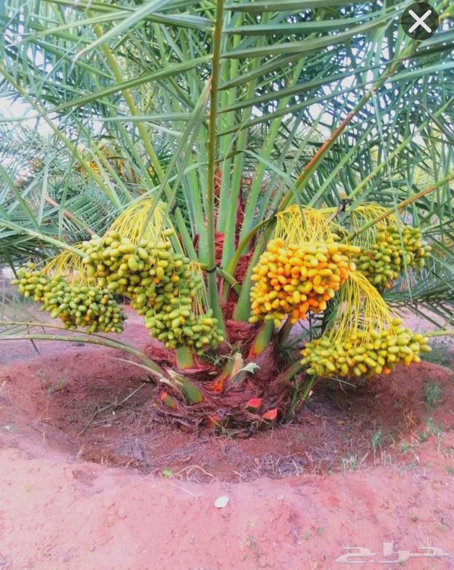 Luxury fruit-bearing palm trees for sale, various types: Nakhil, Jathayth, Khudhary, Suqai, Barhi, Magdool64250766228227111