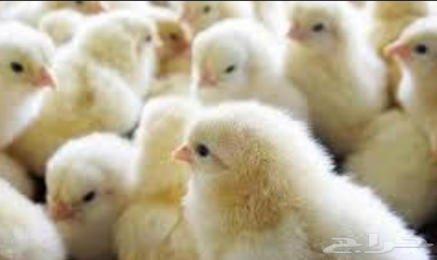 صوص لاحم64240232205953110