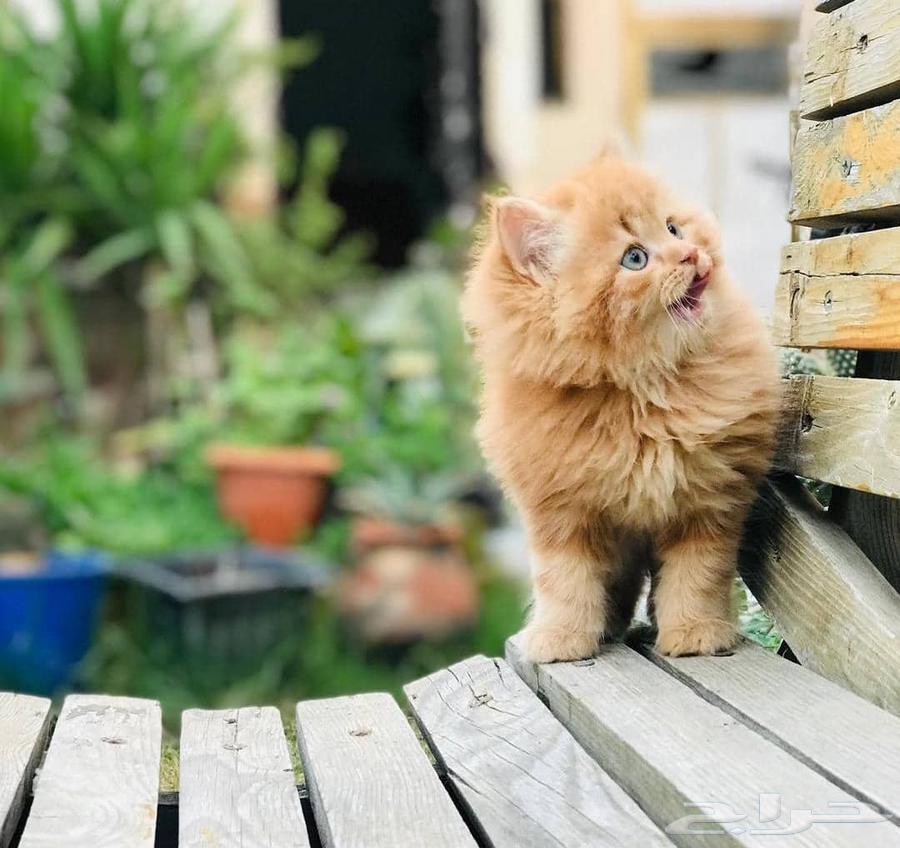 قطط صغار ( كيتن ) بيرشن مون فيس للبيع64255056611075111