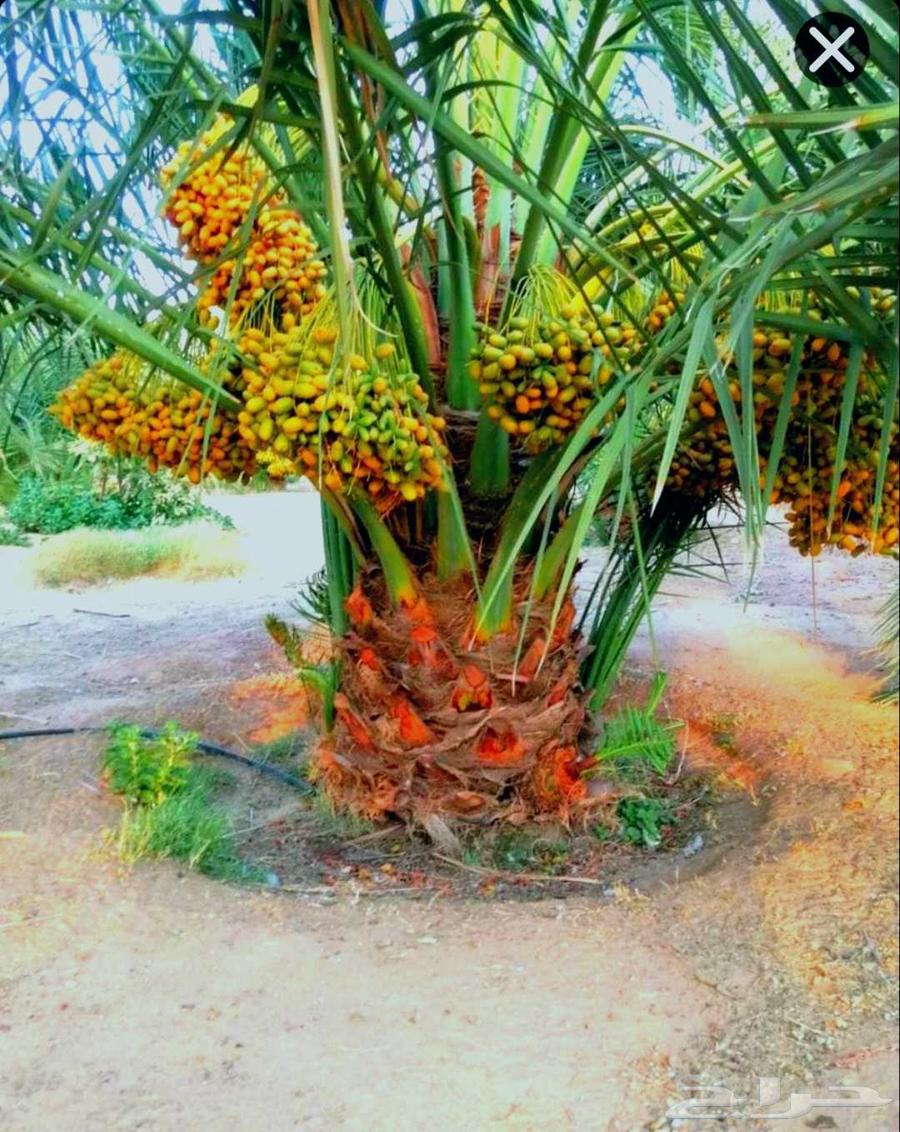 Luxury fruit-bearing palm trees for sale, various types: Nakhil, Jathayth, Khudhary, Suqai, Barhi, Magdool64250766228227110