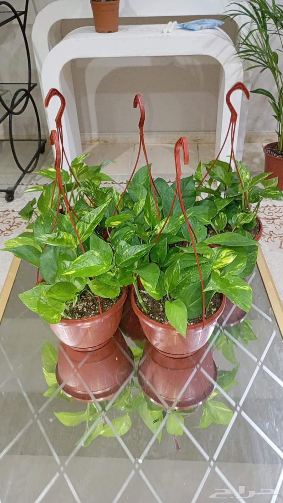 اخر 3 بوتس اخر ساق بامبوا مقاس 50 سم64235635615617110