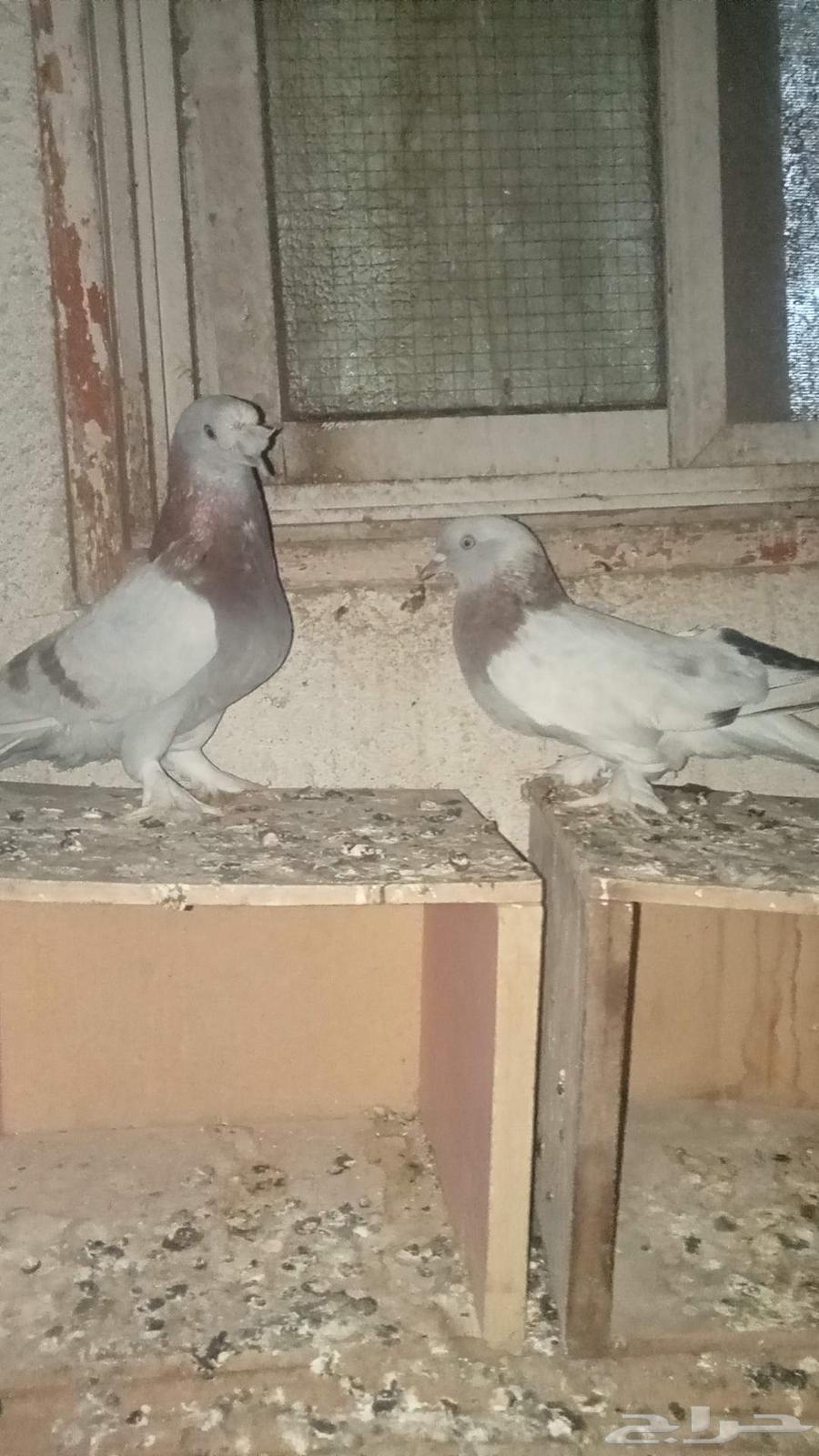 للبيع زوج تركي تفاحي للبيع المستعجل64252493886467111