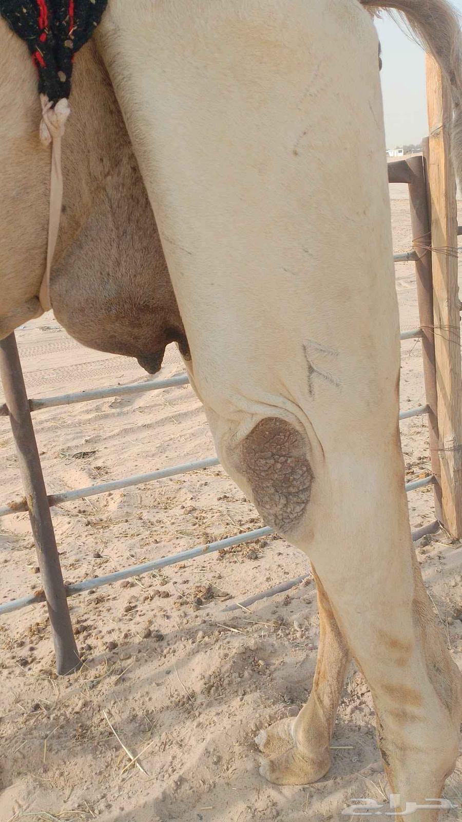 سودانيه خفوت بايع ثالثه قعود قبل 10يوم سلم العداريب شرط64237079371650111