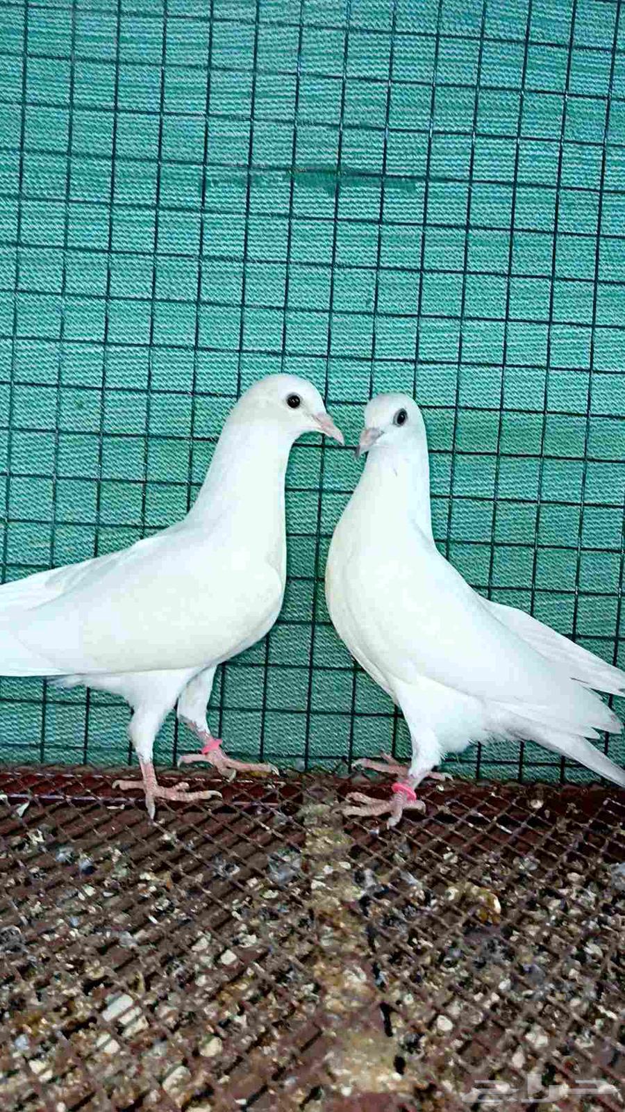 للبيع طبه باكستاني ساندرا64236670928130110