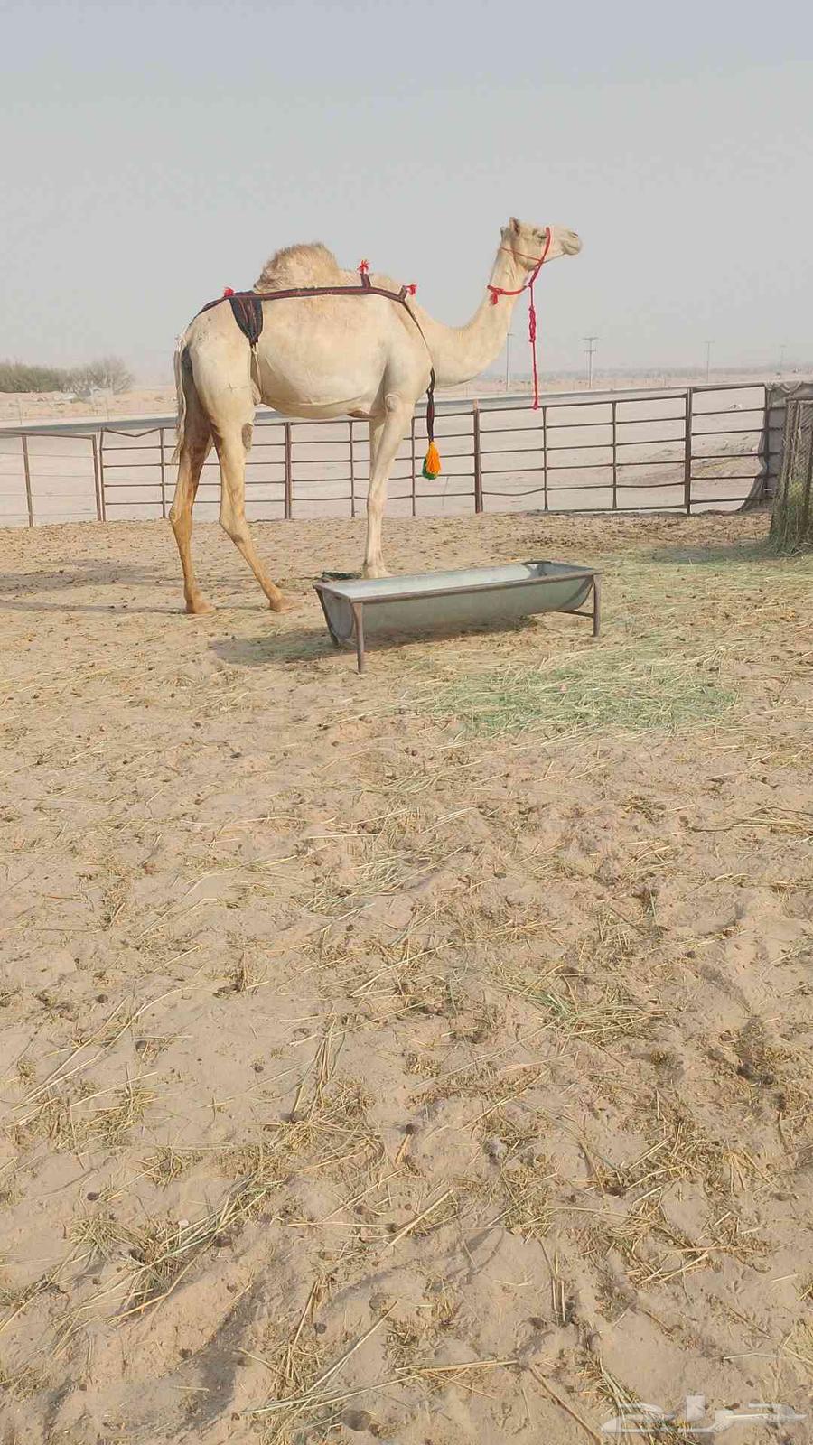 سودانيه خفوت بايع ثالثه قعود قبل 10يوم سلم العداريب شرط64237079371650112