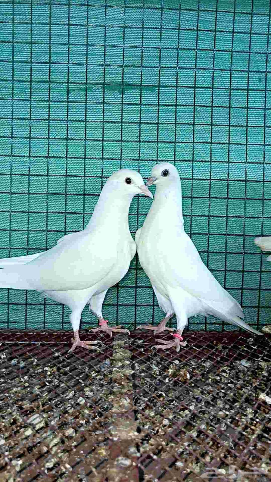 للبيع طبه باكستاني ساندرا64236670928130111