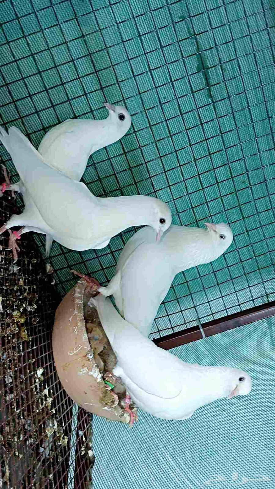 للبيع طبه باكستاني ساندرا64236670928130112