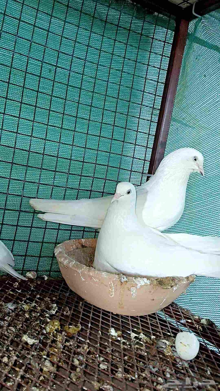 للبيع طبه باكستاني ساندرا64236670928130113