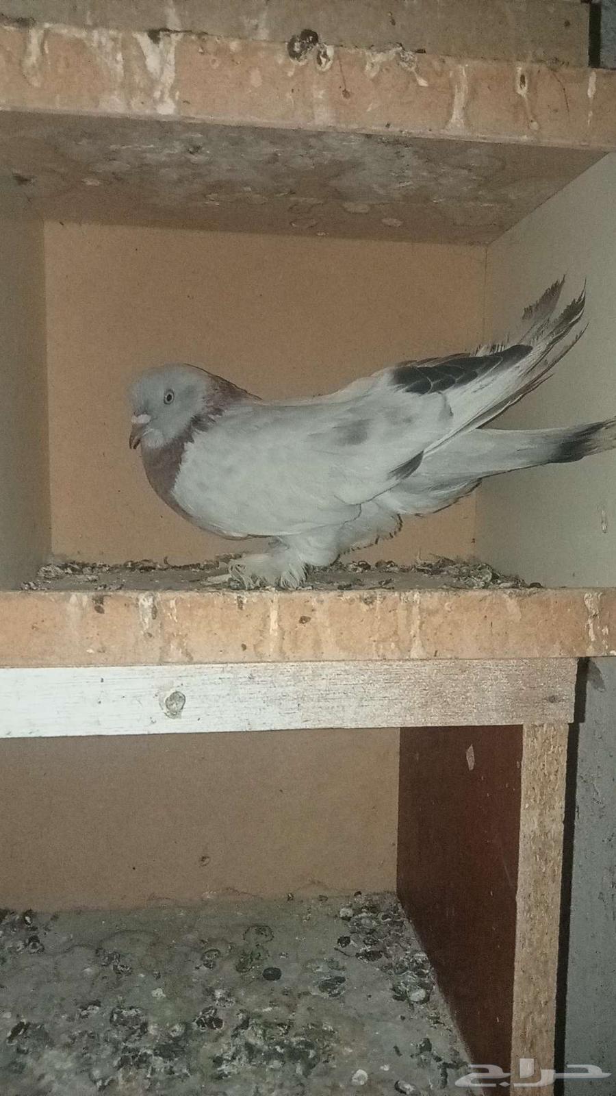 للبيع زوج تركي تفاحي للبيع المستعجل64252493886467112