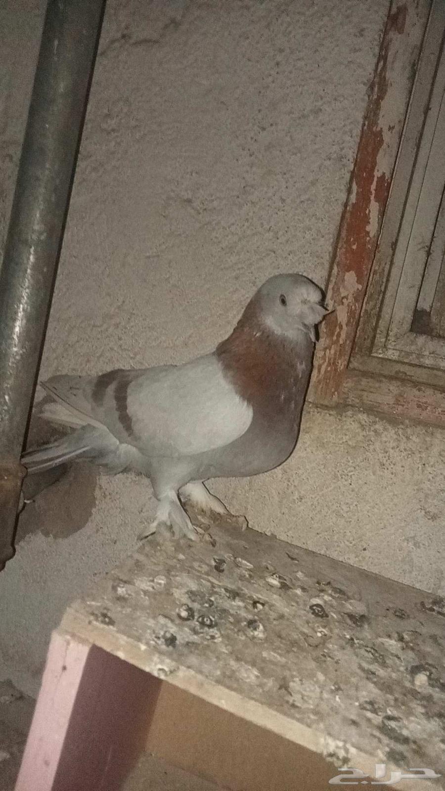 للبيع زوج تركي تفاحي للبيع المستعجل64252493886467113