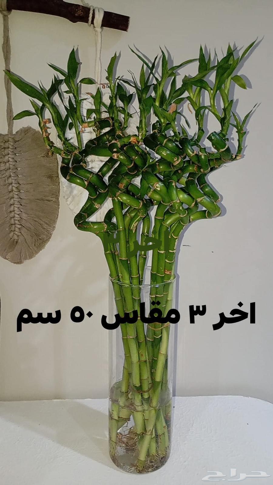 اخر 3 بوتس اخر ساق بامبوا مقاس 50 سم64235635615617111