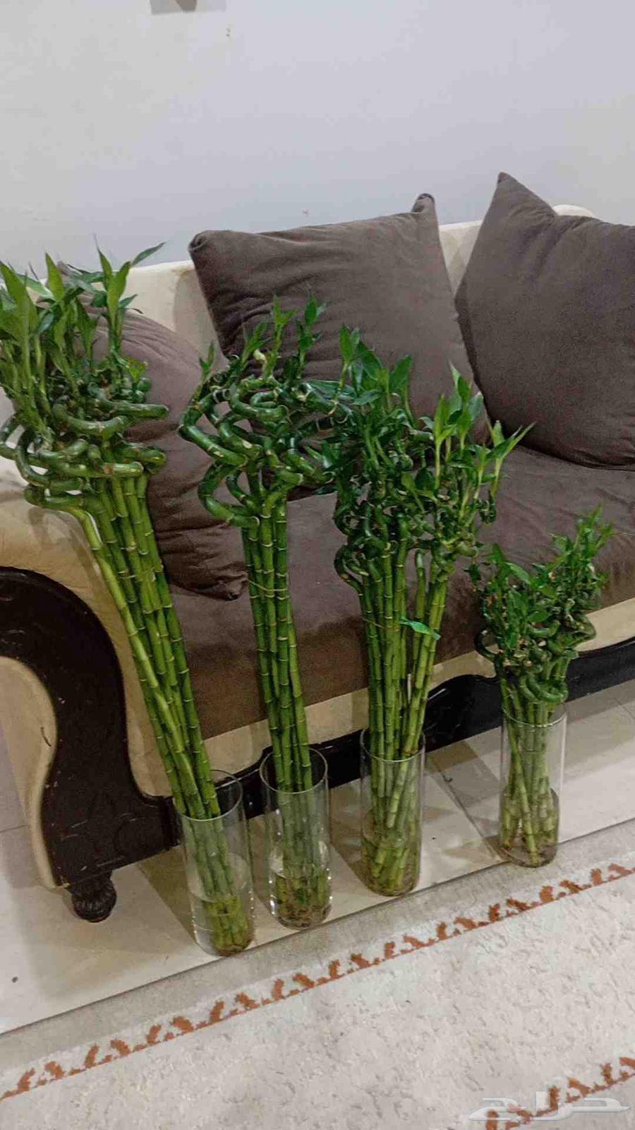 اخر 3 بوتس اخر ساق بامبوا مقاس 50 سم64235635615617113