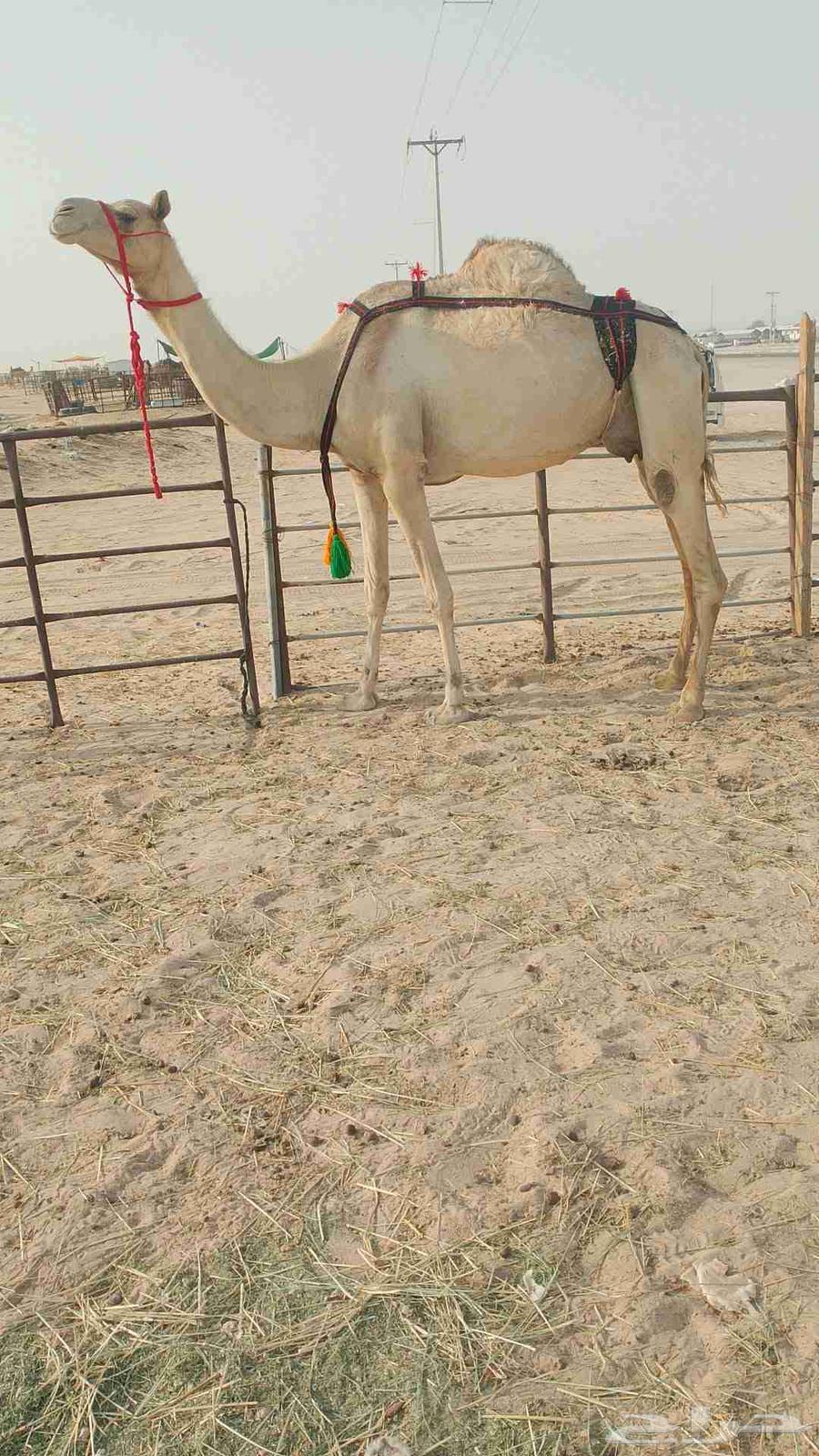 سودانيه خفوت بايع ثالثه قعود قبل 10يوم سلم العداريب شرط64237079371650110