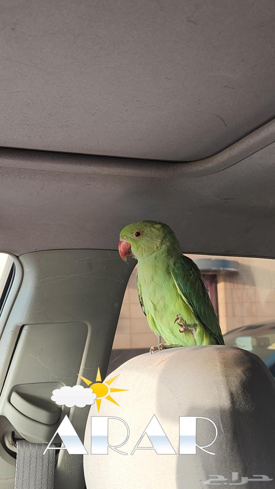 فرخ دره للبيع64247343636097110