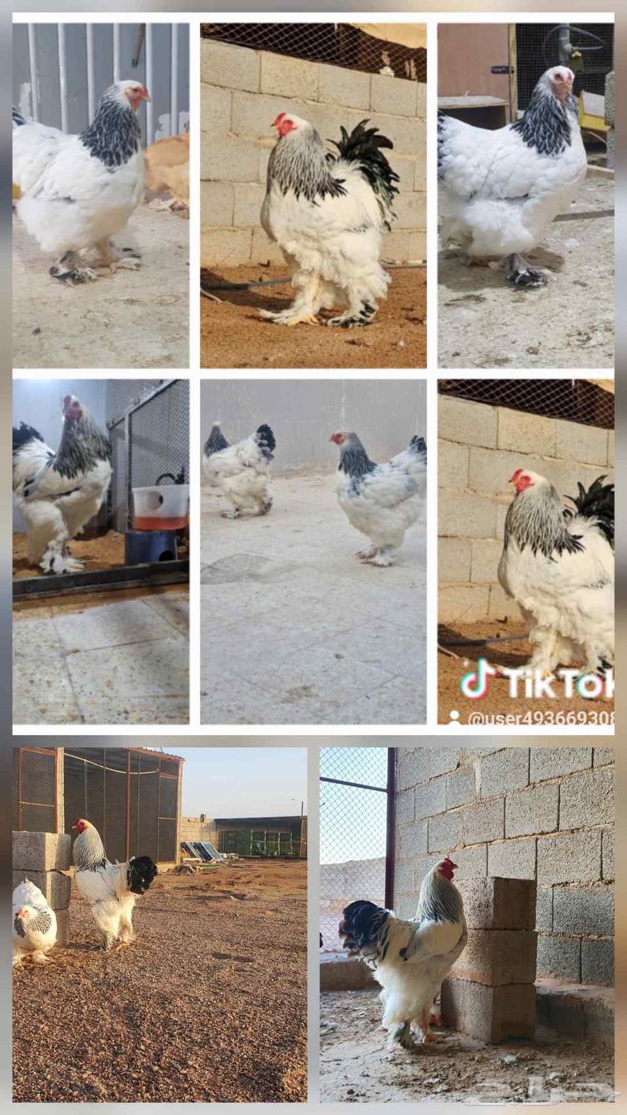 صوص براهما كلونبي64232195875457112