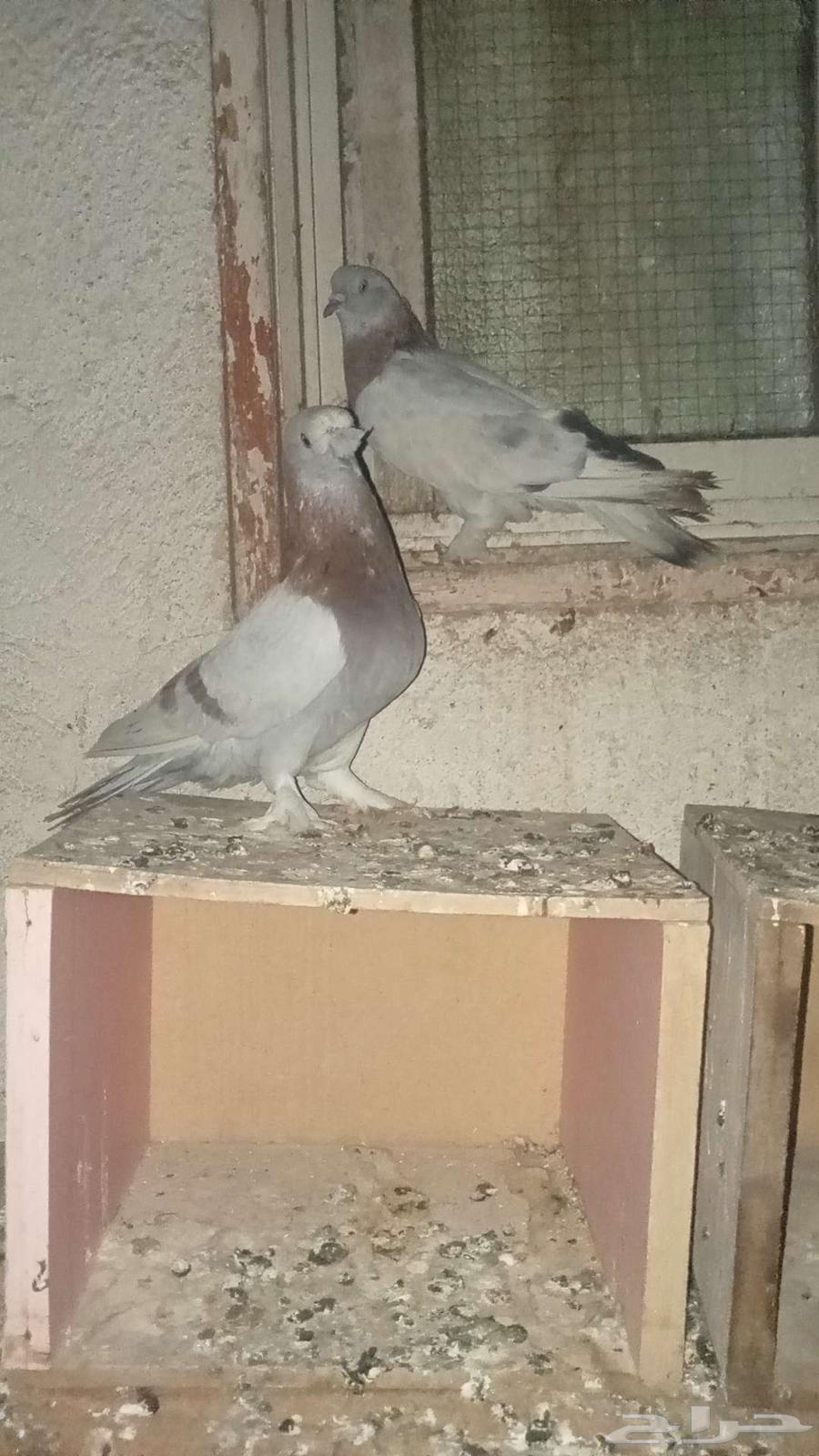 للبيع زوج تركي تفاحي للبيع المستعجل64252493886467110