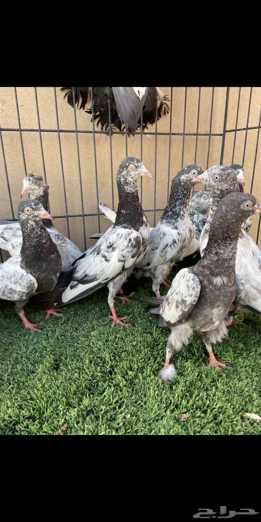 حمام بكستاني سهران بوري64247173855618110