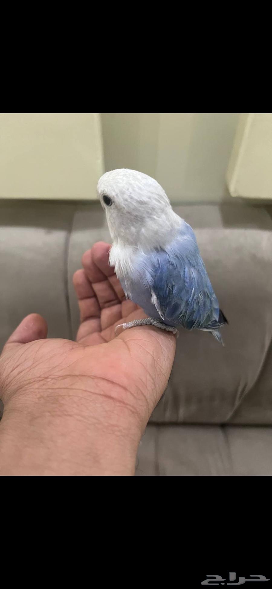 عصفور روز أليف للبيع النوع روز اللون أزرق مع رأس أبيض64235636058499113
