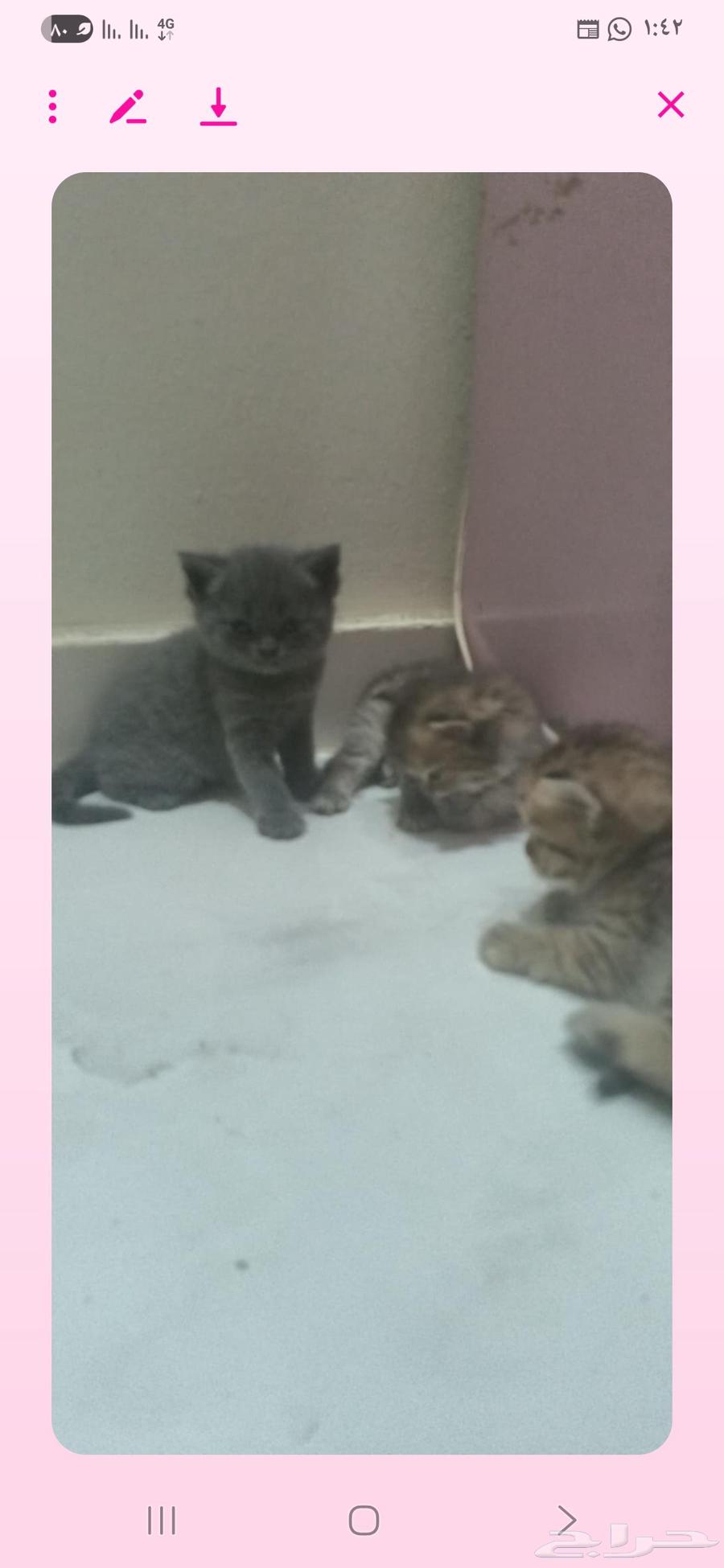 قطط للبيع من نوع شيرازي سكوتش فولد عمرهم شهرين64241769135745110