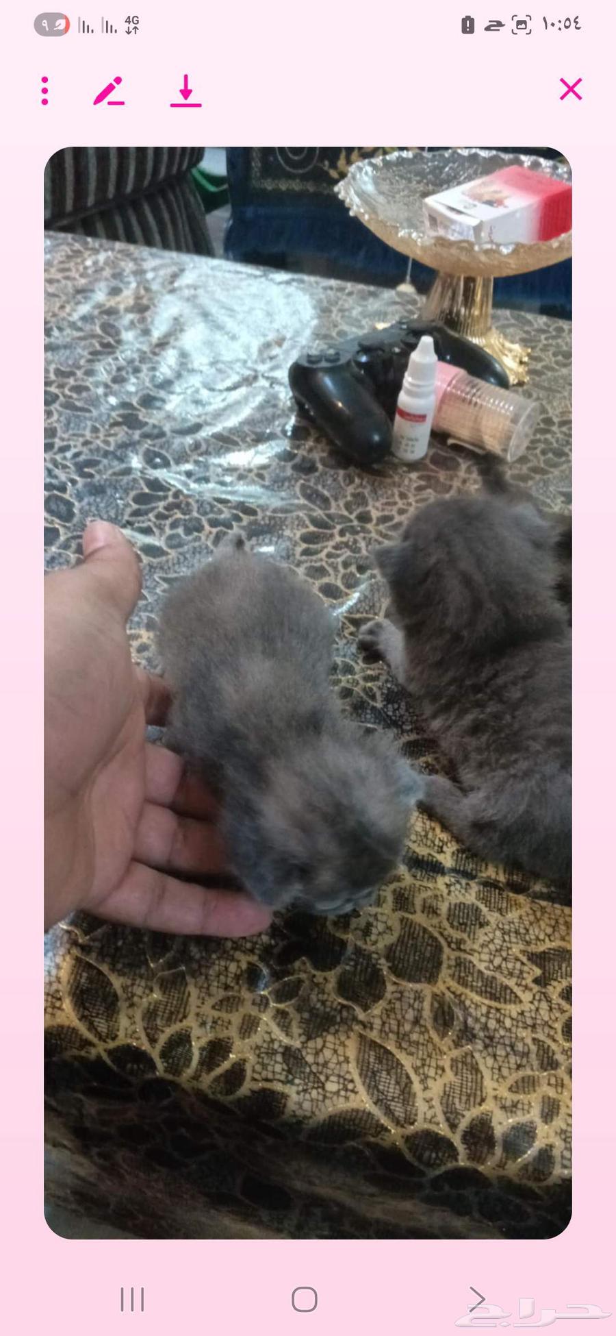 قطط للبيع من نوع شيرازي سكوتش فولد عمرهم شهرين64241769135745113