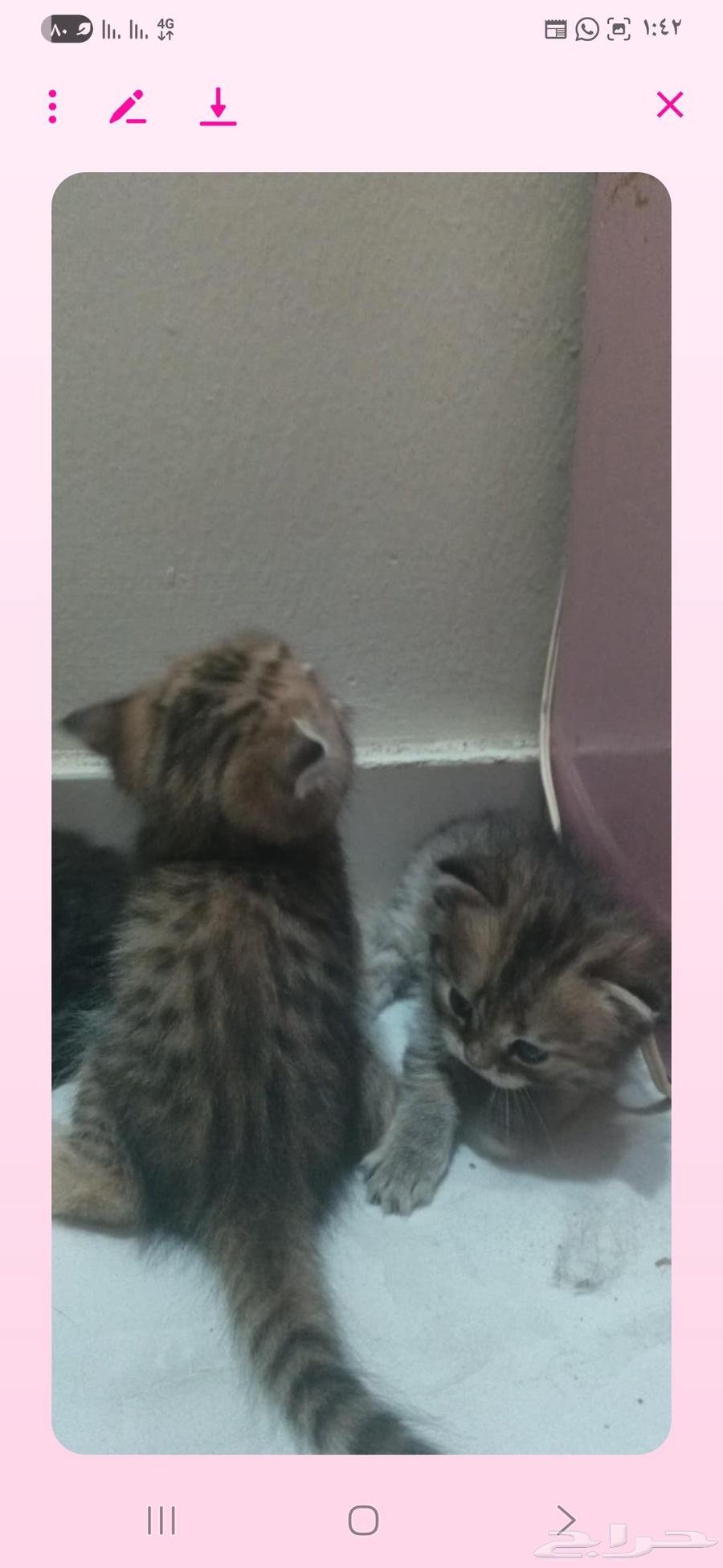 قطط للبيع من نوع شيرازي سكوتش فولد عمرهم شهرين64241769135745112