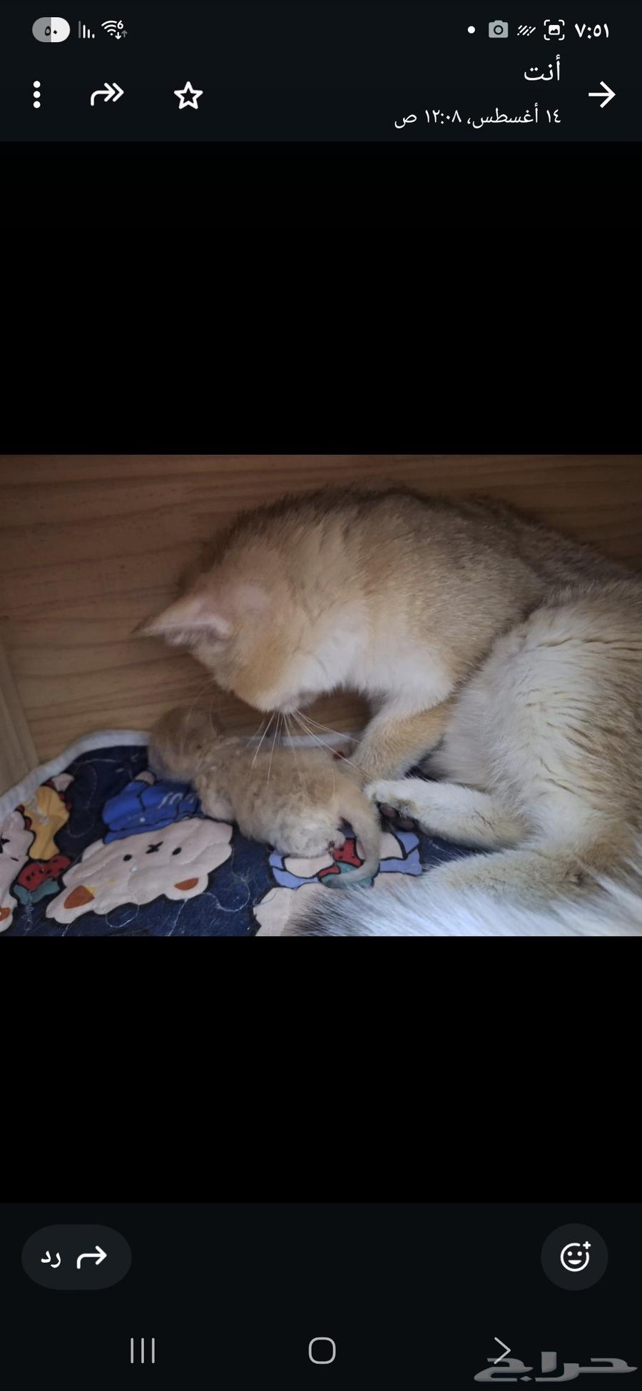 Scottish Fold cat for sale with her kitten64251711568387111